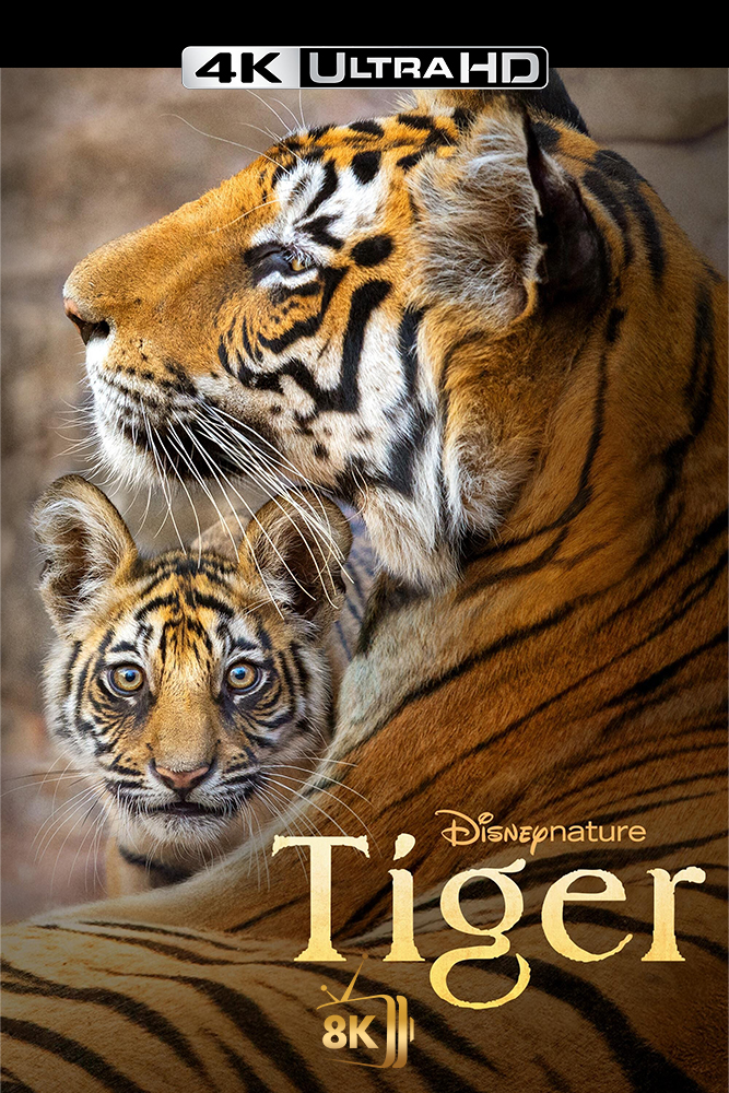 4K-SC - Tiger (2024)